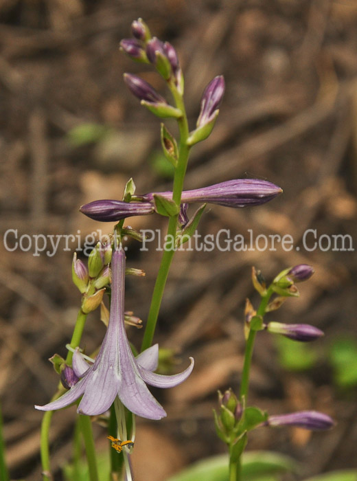 Hosta_Iced-Lemon-87-2010-AHS