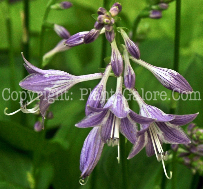 Hosta_Jade_Sceptor-HLG-2011-07