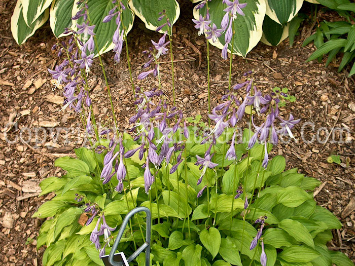 Hosta_Lemon-Lime-flowers-2009