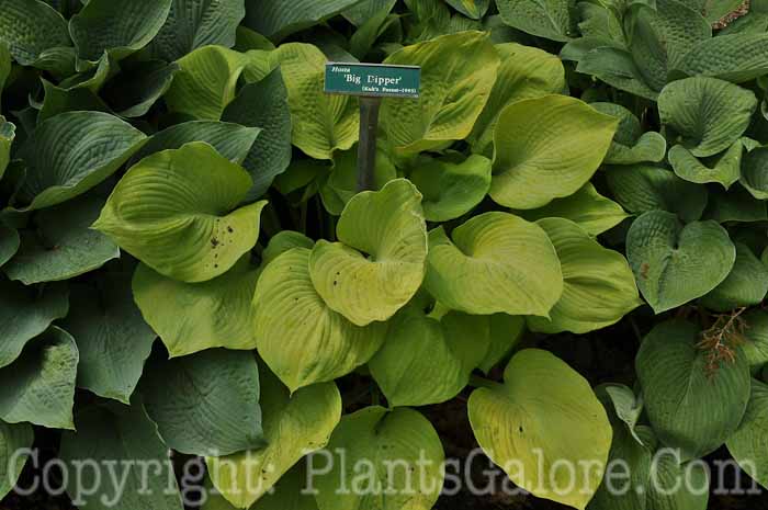 Hosta_Big-Dipper-2010-Wades