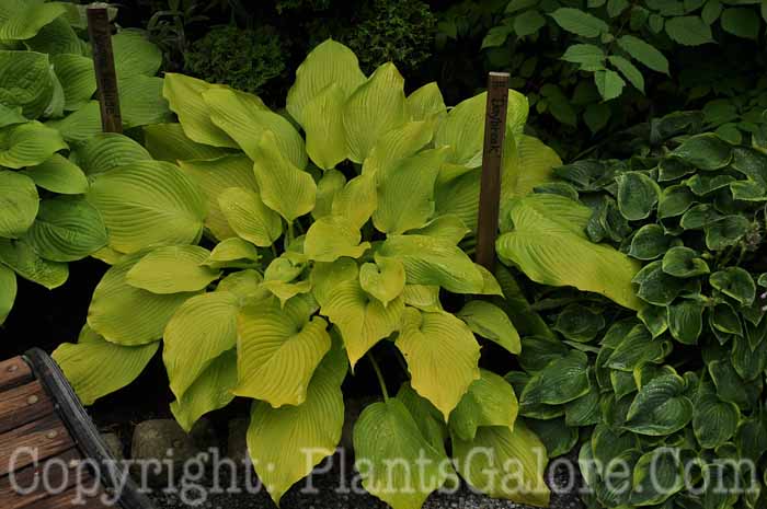 Hosta_Daybreak_AHS-6-24-2011-001_1