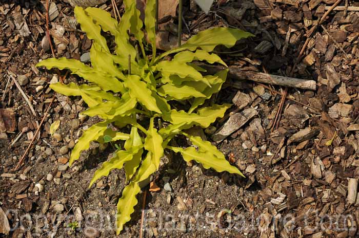 Hosta_Dragon_Tail_2011-HLG-001