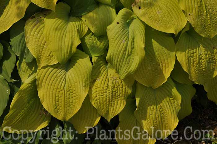 Hosta_Lemon-Chiffon-2010-Wades