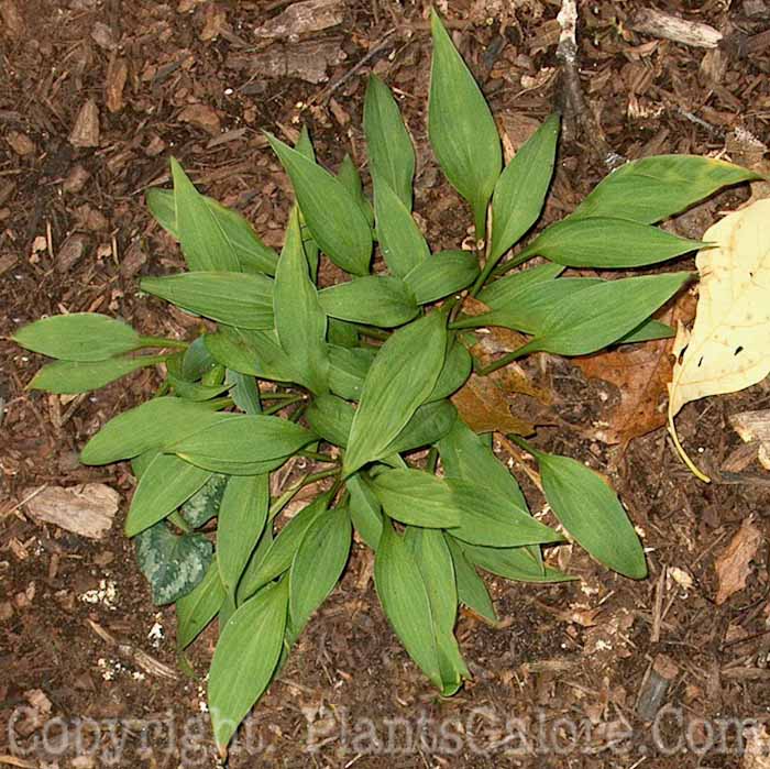 Hosta_Dorset-Clown-Large-Wilkins-09