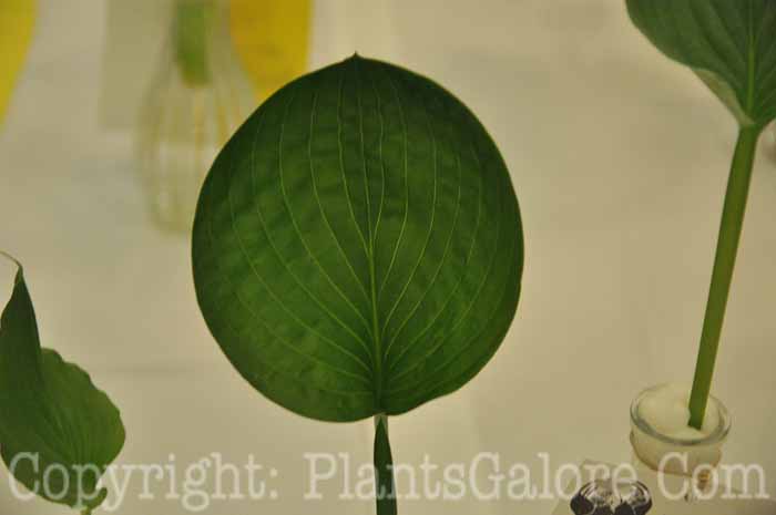 Hosta_Lakeside_Lollipop_AHS-Lf-Show-2011-002