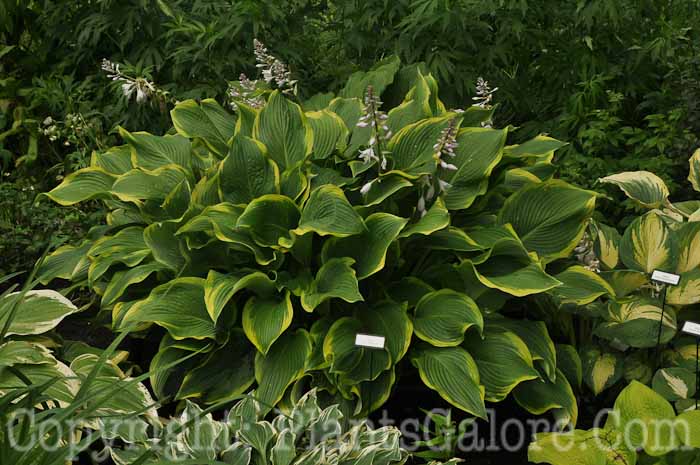 Hosta_Abba-Dabba-Do-59-2010-AHS