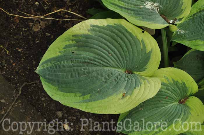 Hosta_American-Halo-2010-Wades