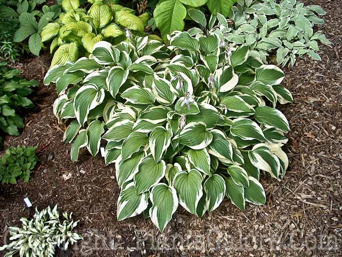 Hosta_Antioch-Ruh-2009