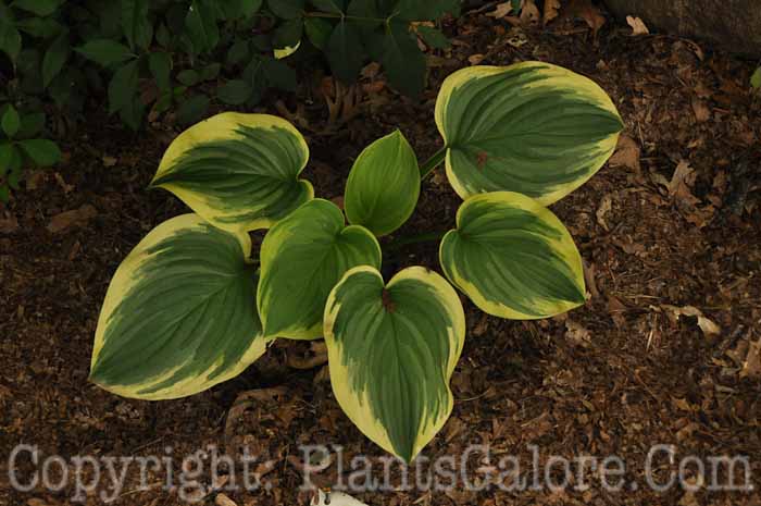 Hosta_Fragrant_Dream_2010_AHS