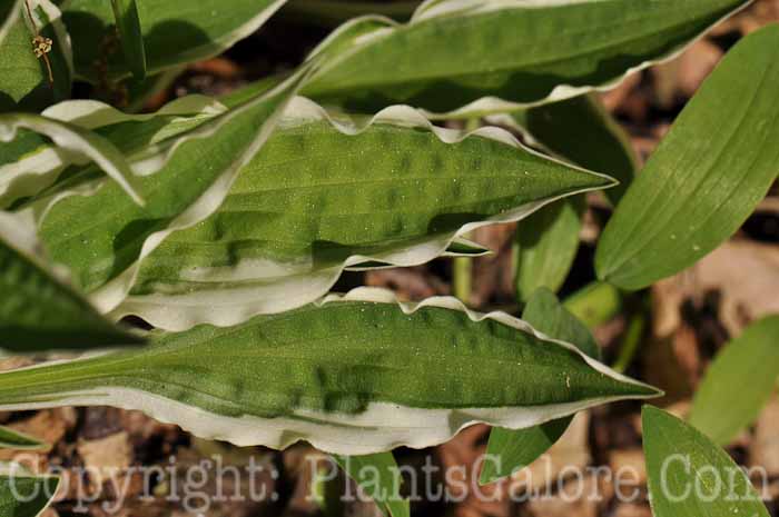 Hosta_Hi-Ho-Silver-2010