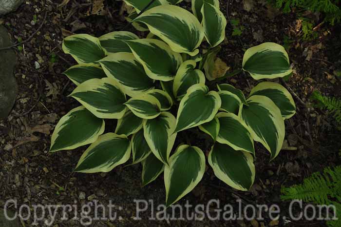 Hosta_Lakeside_Spruce_Goose_HLG_06_2010