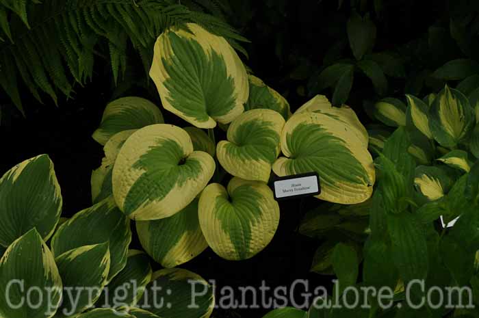 Hosta_Merry-Sunshine-71-2010-AHS