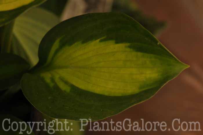 Hosta_Adrians-Glory-c-2010-AHS