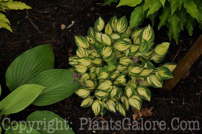 Hosta_Cherish_AHS-6-24-2011-001