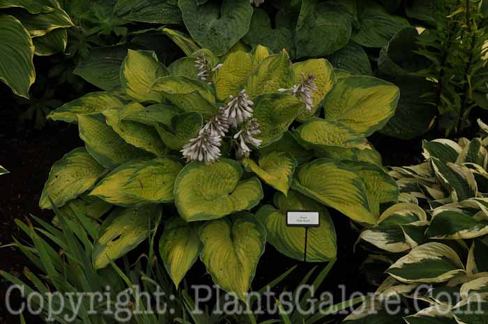 Hosta_Dick_Ward_08_2010_AHS