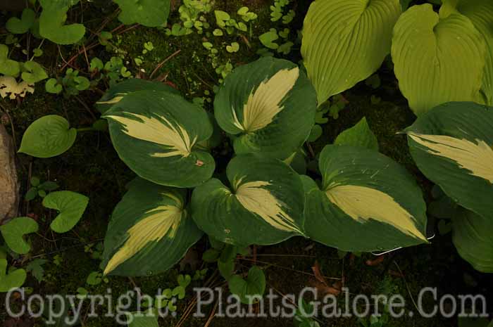 Hosta_Dream_Queen_2010_AHS