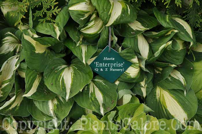 Hosta_Enterprise-2010-Wades