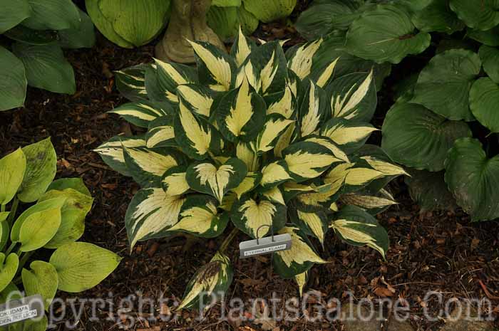 Hosta_Eternal_Flame_AHS-6-24-2011-711