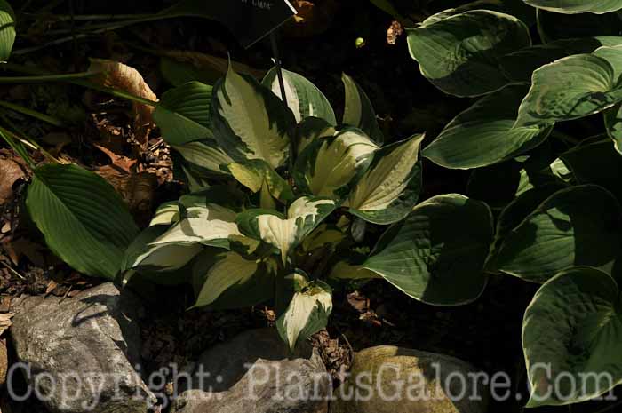 Hosta_Flash-of-Light-HLG-06-2010