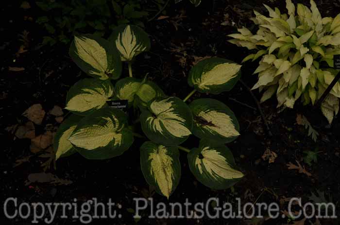 Hosta_Great_America_Expectations-Toledo-2011-1