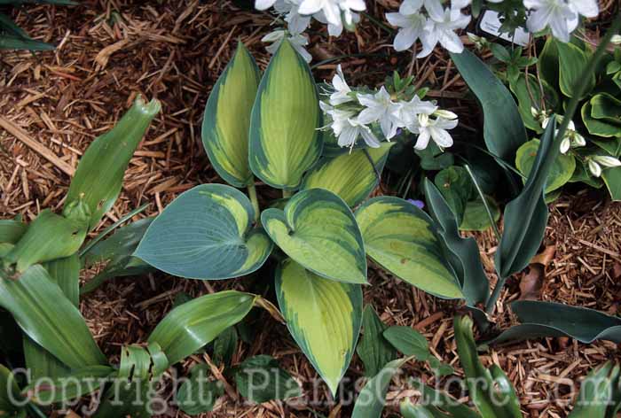 Hosta_June-08k