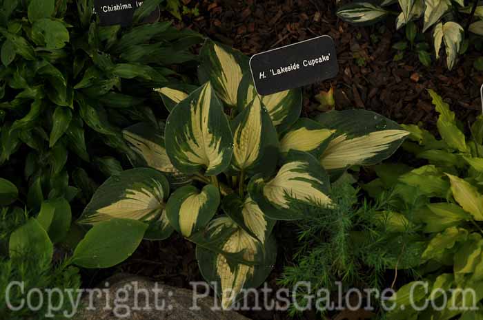 Hosta_Lakeside-Cupcake-2010-AHS