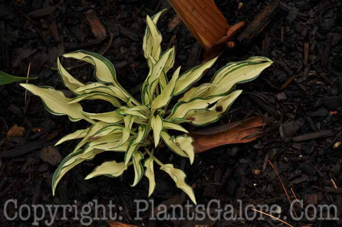 Hosta_Lakeside_Elfin_Fire_AHS-6-24-2011-001