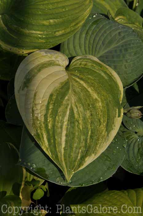 Hosta_Dream-Queen-2010-Wade-a-0002