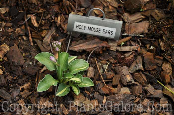 Hosta_Holy_Mouse_Ears_AHS-6-24-2011-001