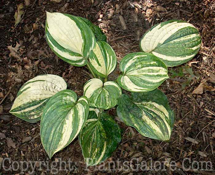 Hosta_Kevin_Vaughn_Large_Wilkins_09