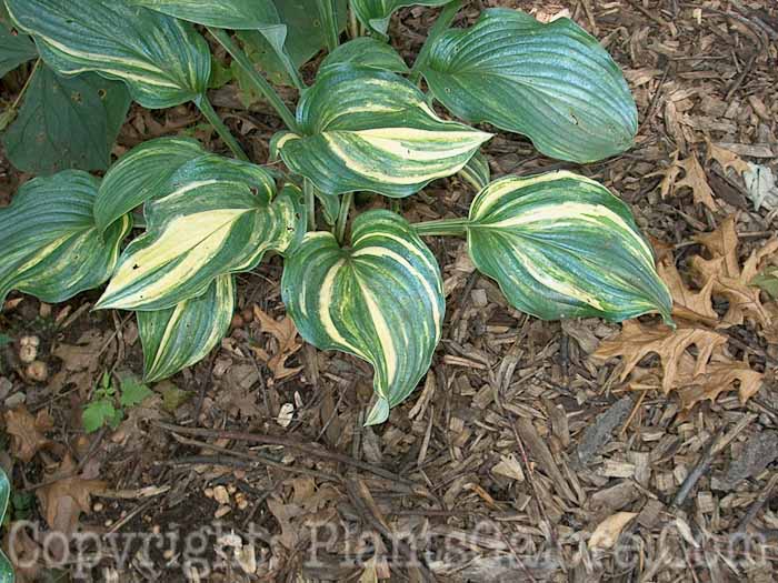 PGC-P-Hosta-AA-Streaked-04